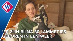 Beschuit met heel veel muisjes: babyboom op geitenboerderij