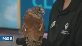 New Day Cleveland- Cleveland Metroparks Owl
