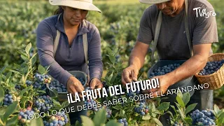 The Fruit of the Future! Everything You Need to Know About Blueberries 🫐🚀- TvAgro by Juan Gonzalo...