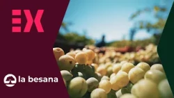 The grape harvest campaign in Tierra de Barros