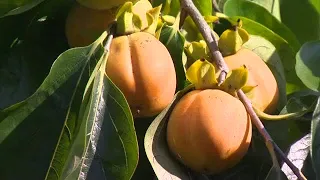 Autumn treats ripen: Harvest of Saijo persimmons begins in Tsuyama City [Okayama] (09/25/26 11:40)