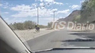 Caballos sueltos en Zonda