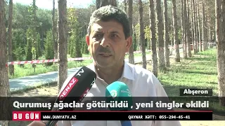 Abşeronda qurumuş ağaclar götürüldü , yeni tinglər əkildi
