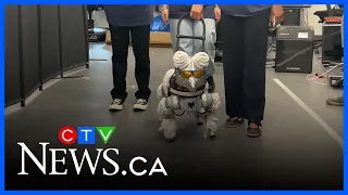 AI-enabled robot dog helping Canadians prepare for guide dogs