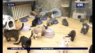 Kazakhstani pet owners to face fines for abandonment