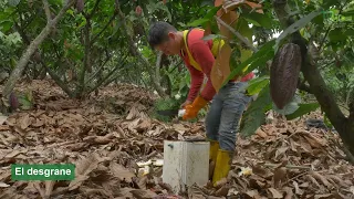 Cacao Cultivation from Seed to Chocolate - TvAgro by Juan Gonzalo Angel