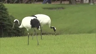 Red-crowned cranes take to the skies of the famous garden: Okayama Korakuen begins seasonal walks...