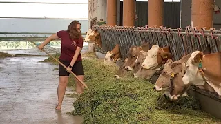 Feed Price Explosion: Farmers Suffer from Drought Damage