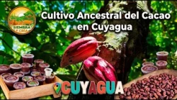 SIEMBRA Y CRÍA - CULTIVO ANCESTRAL DEL CACAO EN CUYAGUA