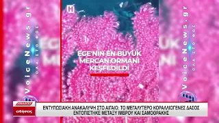 Εντυπωσιακή ανακάλυψη στο Αιγαίο: Το μεγαλύτερο κοραλλιογενές δάσος μεταξύ Ίμβρου και Σαμοθράκης