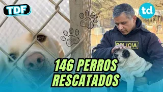 🚨 Salvador Case: The proposal seeking to change the rules for dangerous dogs in Córdoba