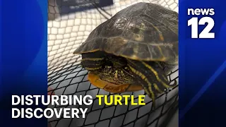 $3,000 reward offered after tortured turtle found dead in Suffolk Park