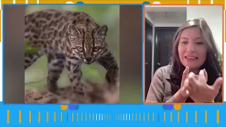 "Tilcayo" cat discovered in Bolivia, a new species of wild feline