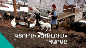 «Կով կթիլը սիրում չեմ, բայց սարի հմար խելքս գնում ա». Ահնիձորի բիզնես լեդին 