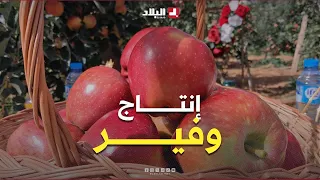 Batna: Apple harvesting season begins... with expectations of abundant production