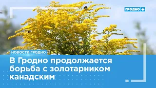 Seasonal battle against goldenrod underway in Grodno