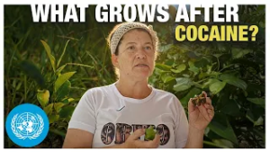 The Same Soil: What Grows After Cocaine | United Nations