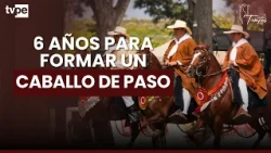 Six years of work to create a Peruvian Paso horse