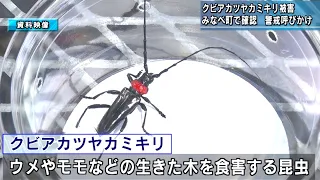 Red-Necked Longhorn Beetle Damage Confirmed for First Time in Plum-Producing Minabe Town: Authori...