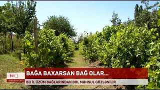Naxçıvanda bu il üzüm bağlarında bol məhsul gözlənilir