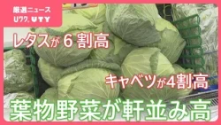 「客も値段を見て“うわっ!?”」　葉物野菜が軒並み高値　レタスは6割キャベツは4割高　家計にやさしい料理は『肉じゃが』　山梨・スーパーおの