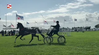 Fourth Blauhúster Hynstedei brings equestrian sports and traditional crafts together