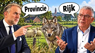 Concerns over wolves in Rhenen politics, but the Province and National Government must act