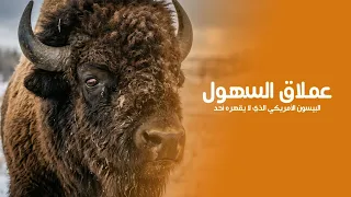 Giant of the Plains | The Beast That Survived the Fiercest Predators (Secrets of the Bison) Quest...