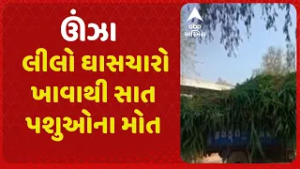 Unjha News | ઊંઝામાં લીલો ઘાસચારો ખાવાથી સાત પશુઓના મોત