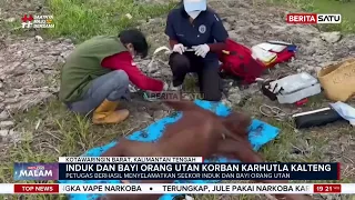 Dihantam Karhutla, Induk Orangutan dan Bayinya Luka Bakar