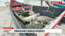 Agataliikonfuufu   Abavubi ba Mukene basenguse ku Mwalo Ebiragiro bibasusseeko Gufuuse MATONGO