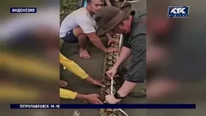 Самой длинной змее в мире дали имя Баронесса