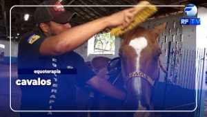 Os cuidados necessários com os cavalos