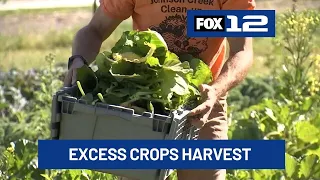 Volunteers with Urban Gleaners harvest excess crops for families in need