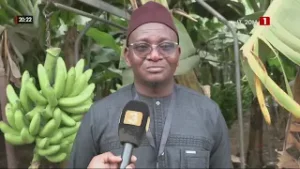 LABOYA, TAMBA : Au royaume de la Banane