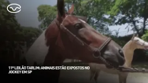 11º Leilão Tarlim: animais estão expostos no Jockey em SP