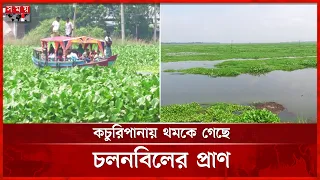 কচুরিপানার দখলে চলনবিল, হুমকিতে ৩০ হাজার হেক্টর জমি| Natore | Chalan Beel | Canal | Somoy TV