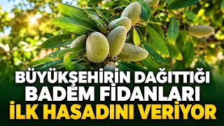 ALMOND SAPLINGS DISTRIBUTED BY THE METROPOLITAN MUNICIPALITY YIELD THEIR FIRST HARVEST