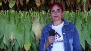 Intensifican labores para lograr mejor calidad en la cosecha del tabaco productores de# Colombia