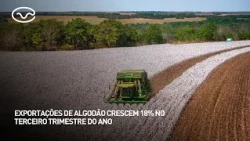 Cotton exports grow 18% in the third quarter of the year