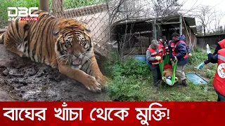 খাঁচাবন্দি জীবন থেকে মুক্তি, ৩০টি বাঘ ও সিংহের নতুন ঠিকানা ; বিশ্বের সবচেয়ে বড় উদ্ধারকাজ! | DBC NEWS