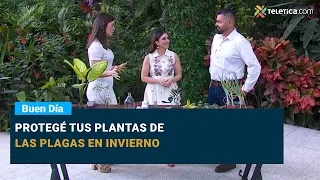 Protegé tus plantas de las plagas en invierno