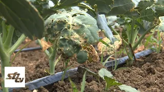 SBTV - DNEVNIK - VISOKE TEMPERATURE I NEDOSTATAK KIŠE PRIJETE URODU - 21.08.2026.