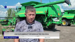 North Kazakhstan Region increases milk production