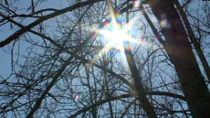 Madárcsicsergéstől volt hangos az erdő