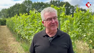 Dutch wine is on the rise, with more and more regional vineyards