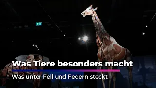 This Is What Animals Look Like on the Inside | Animal Body Worlds in Chemnitz | Sachsen Fernsehen