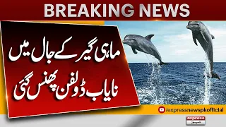 Rare Dolphin Caught in Fisherman’s Net in Chenab River | Breaking News | Express News