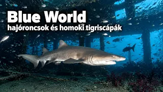 Hajóroncsok és homoki tigriscápák