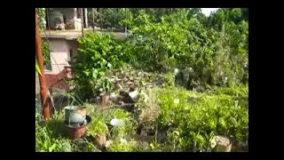 Sale of ornamental and medicinal plants